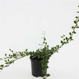 Cotoneaster dammeri C1.5 - afbeelding 10