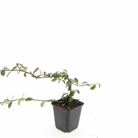 Cotoneaster dammeri C1.5 - afbeelding 4