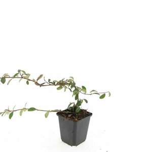 Cotoneaster dammeri C1.5 - afbeelding 4