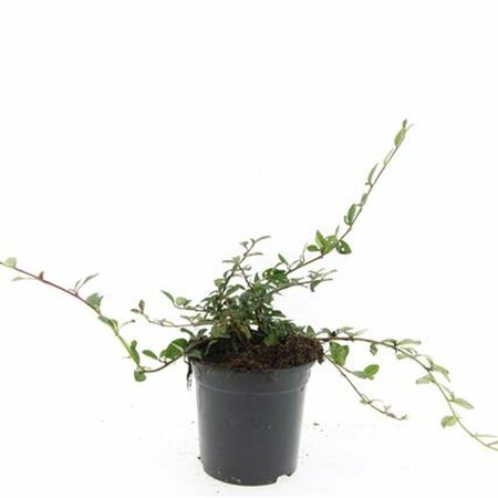 Cotoneaster dammeri C1.5 - afbeelding 11
