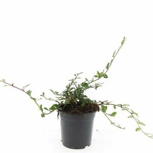 Cotoneaster dammeri C1.5 - afbeelding 11