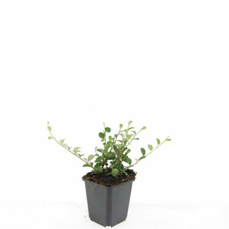 Cotoneaster dammeri C1.5 - afbeelding 3