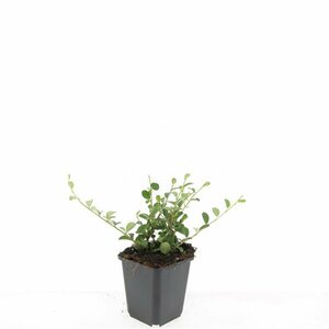 Cotoneaster dammeri C1.5 - afbeelding 3