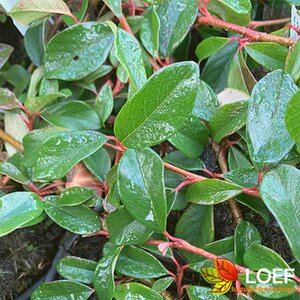 Cotoneaster dammeri C1.5