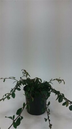 Cotoneaster dammeri C1.5 - afbeelding 8