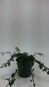 Cotoneaster dammeri C1.5 - afbeelding 8