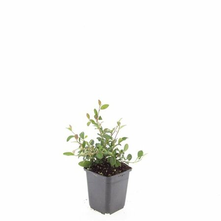 Cotoneaster dammeri C1.5 - afbeelding 16