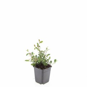 Cotoneaster dammeri C1.5 - afbeelding 16