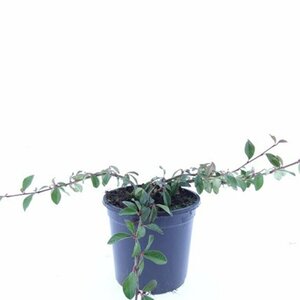 Cotoneaster dammeri C1.5 - afbeelding 7