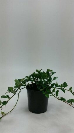 Cotoneaster dammeri C1.5 - afbeelding 6