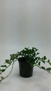 Cotoneaster dammeri C1.5 - afbeelding 6
