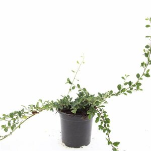 Cotoneaster dammeri C1.5 - afbeelding 9