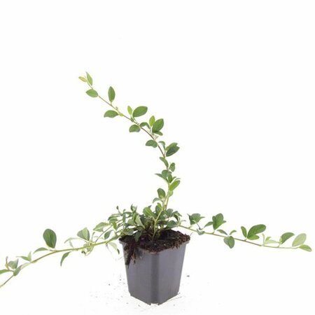 Cotoneaster dammeri C1.5 - afbeelding 2