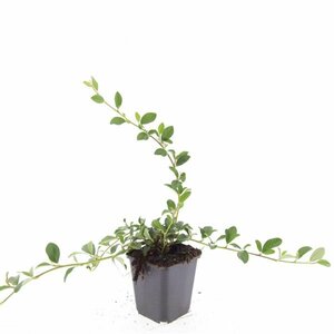 Cotoneaster dammeri C1.5 - afbeelding 2