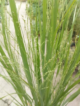 Panicum virgatum 'Northwind' - afbeelding 1