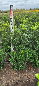 Ilex meserv. 'Heckenstar'