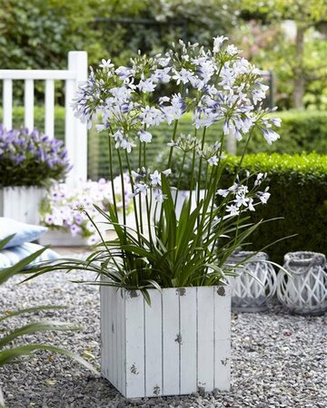 Agapanthus 'Twister' P9 - afbeelding 1