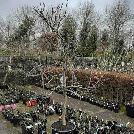 Malus domestica 'Elstar' - afbeelding 2