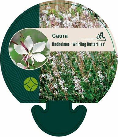 Gaura lindheimeri 'Whirling Butterflies' P9 - afbeelding 4