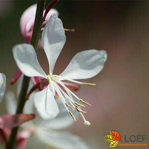 Gaura lindheimeri 'Whirling Butterflies' P9