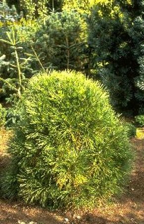 Pinus nigra 'Nana'