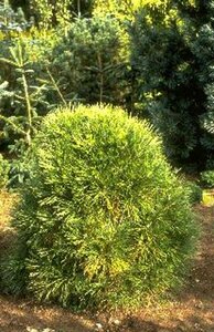 Pinus nigra 'Nana'