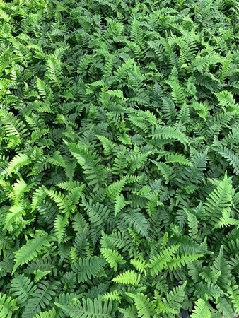 Polypodium vulgare P9 - afbeelding 2