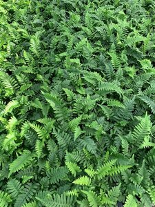 Polypodium vulgare P9 - afbeelding 2