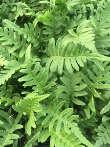 Polypodium vulgare P9 - afbeelding 10