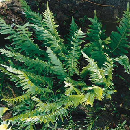 Polypodium vulgare P9 - afbeelding 5