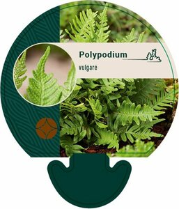 Polypodium vulgare P9 - afbeelding 3