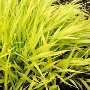 Hakonechloa macra 'All Gold' C2