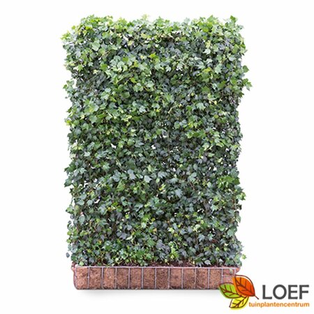 Hedera helix 'Green Ripple' - afbeelding 2