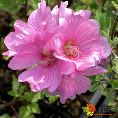 Lavatera thuringiaca 'Barnsley' - afbeelding 1
