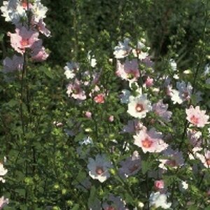 Lavatera thuringiaca 'Barnsley' - afbeelding 3