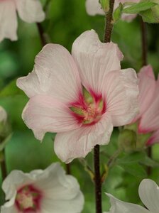 Lavatera thuringiaca 'Barnsley' - afbeelding 4