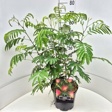 Albizia julibrissin - afbeelding 2