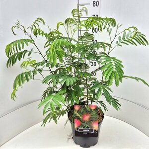 Albizia julibrissin - afbeelding 2