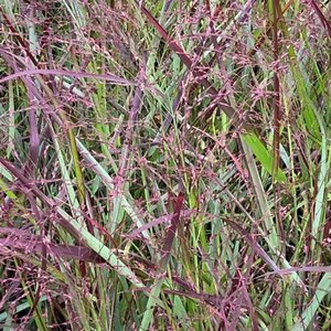 Panicum virgatum 'Squaw' C1.5 - afbeelding 3