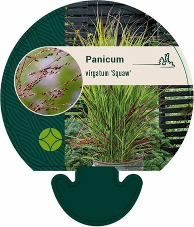 Panicum virgatum 'Squaw' C1.5 - afbeelding 2