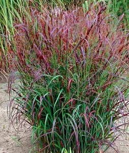 Panicum virgatum 'Squaw' C1.5