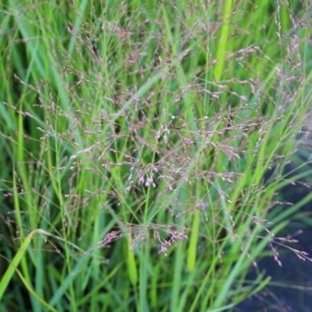Panicum virgatum 'Squaw' C1.5 - afbeelding 4