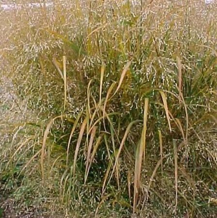 Panicum virgatum 'Squaw' C1.5 - afbeelding 5