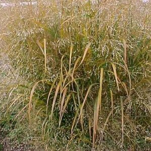 Panicum virgatum 'Squaw' C1.5 - afbeelding 5