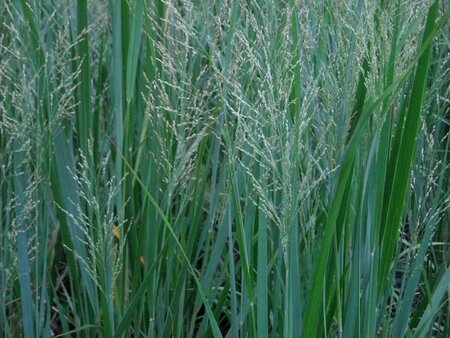 Panicum virgatum 'Northwind' C2 - afbeelding 6