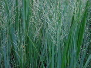 Panicum virgatum 'Northwind' C2 - afbeelding 6