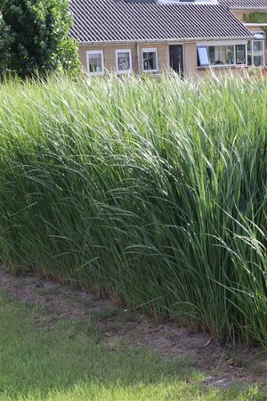 Panicum virgatum 'Northwind' C2 - afbeelding 3
