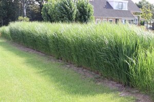 Panicum virgatum 'Northwind' C2 - afbeelding 4