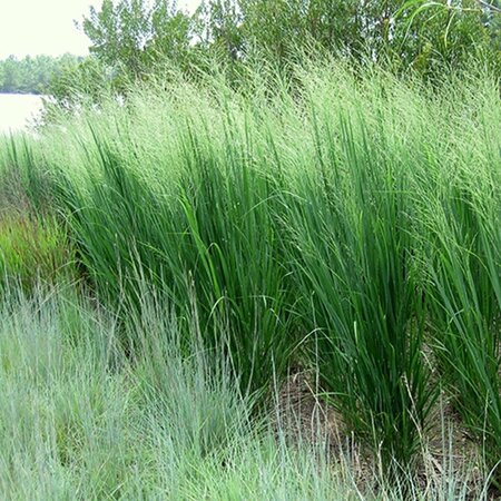 Panicum virgatum 'Northwind' C2 - afbeelding 7