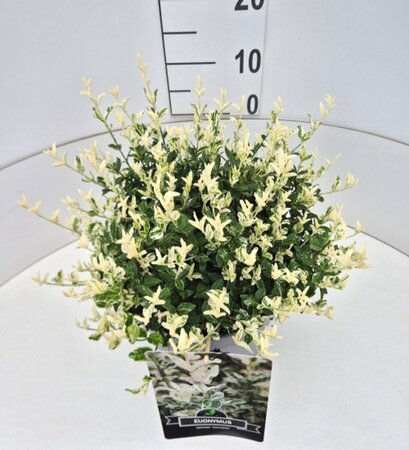 Euonymus fortunei 'Harlequin' - afbeelding 4
